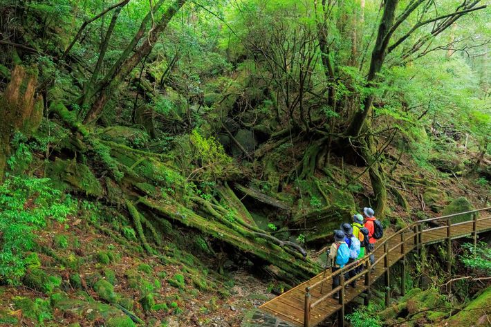 ヤクスギランドイメージ©Soramido-Yakushima