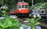 箱根あじさい電車イメージ