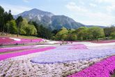 羊山公園芝桜イメージ