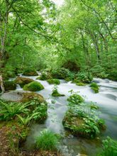 奥入瀬渓流イメージ